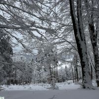 04 IMG 20260218 WA0006 BWV FRG Wanderung Aschermittwoch 2026